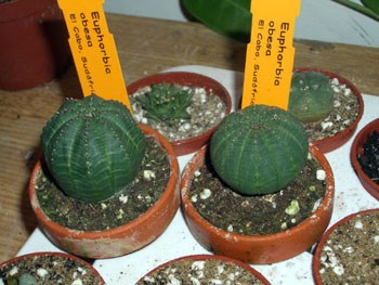 Euphorbia obesa 2527353780_dfc9bc1ea6_o