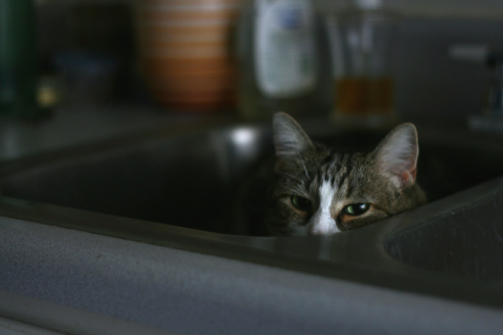 fat cat in a little sink