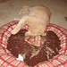 cat bed + catnip = success