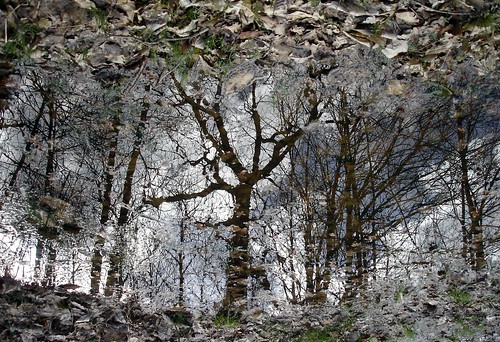 trees france reflection nature water leaves forest mirror pond eau mare country arbres miroir reflexions campagne forêt sonycybershot bois feuilles branche réflexion