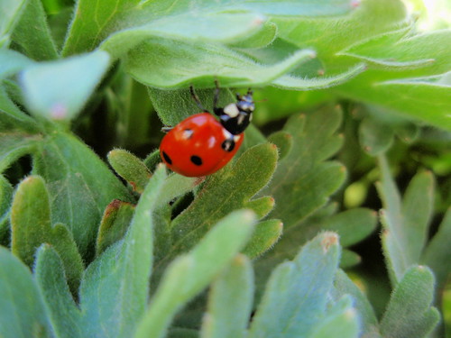 macro nature iran ladybird ladybug mytrips tabriz kandovan osku azarbayjanesharqi eastazarbayjan eastazerbaijan eastazarbaijan mountsultan آذربایجانشرقی eastazerbayjan ارشدچمنی doğuazerbayjan