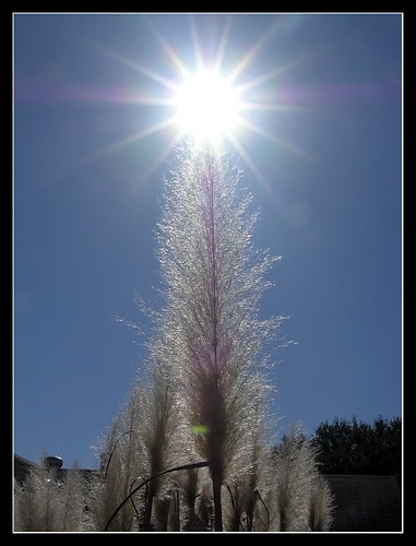 sun sanantonio pampasgrass picture365