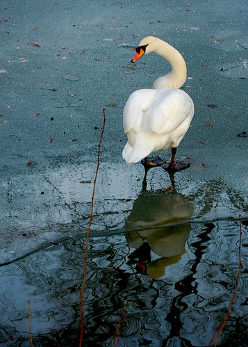 bird ice d50 germany deutschland swan pond nikon europe wildlife hesse views50 badwildungen views25 peacecorrespondent