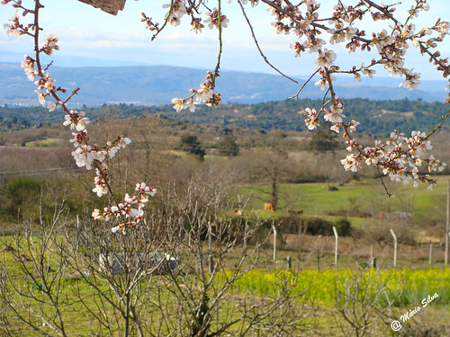 águasfrias aldeia chaves trásosmontes portugal madeinportugal ilustrarportugal máriosilva fevereiro 2017 inverno flores plantas