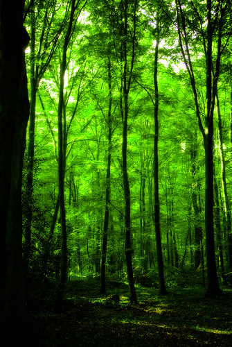 park trees plants green nature topf25 colors leaves digital forest germany geotagged nikon colorful europe shadows tl magic silhouettes atmosphere onecolor d200 nikkor dslr effect orton brühl treatment northrhinewestphalia thecolorgreen 18200mmf3556 utatafeature manganite nikonstunninggallery date:year=2007 geo:lat=50823133 geo:lon=6912085 date:month=october date:day=7 format:ratio=32