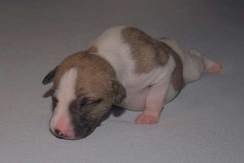 Whippet puppy: Animagi’s Anpu (9 days old)