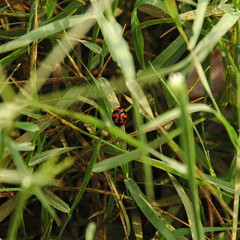 Ladybug at Hebbal Lake