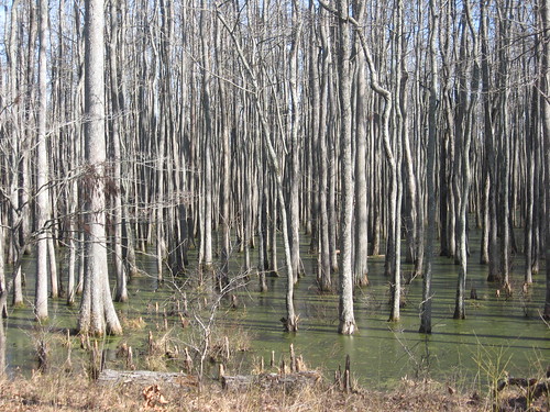 tennessee swamp cypress tupelo fayettecounty wolfriver mineralslough