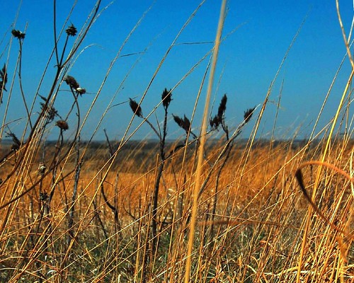 nebraska grasses prairie 1976 1776 nativegrasses flowrbx notever bicentennialprairiemarker neverbeenplowed