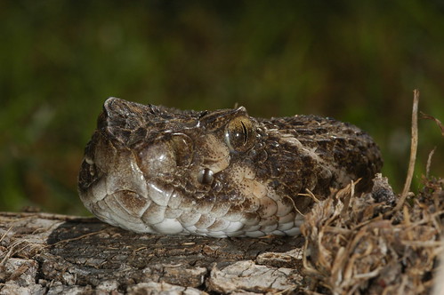 texas snake tx rattlesnake delrio diamondback westerndiamondbackrattlesnake kinneycounty fm3008