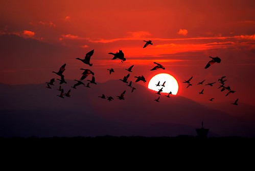 sunset sun bird birds fly crépuscule oiseau oiseaux couchédesoleil twistiti
