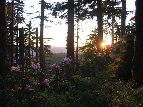 flowers sunset oregon forest mthood