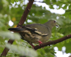 Pink-necked Green-Pigeon (Treron vernans) female