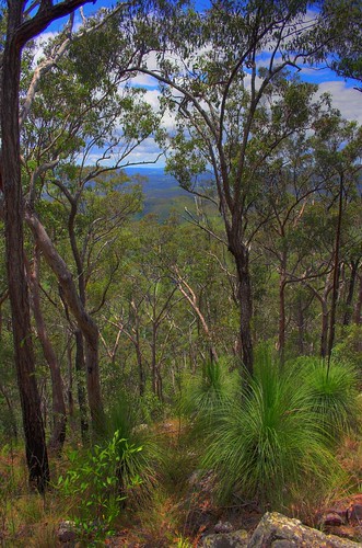 forest landscape geotagged bush australia queensland neurum xanthorrhea geo:tool=gmif geo:lat=26995896 geo:lon=152675457 neurumcreekbushlandretreat mountarcher