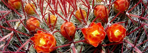 flores mexico flor zacatecas desierto viznaga