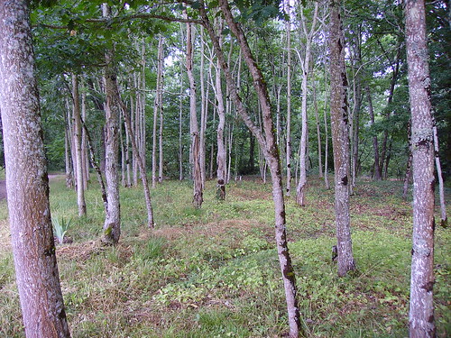 tree forest forêt tronc arbuste
