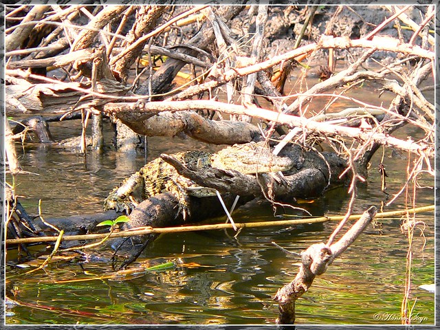 Crocodile - Zambezi River | Flickr - Photo Sharing!