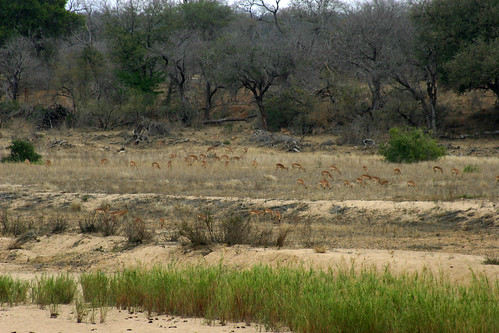 africa animal animals river southafrica view wildlife safari impala herd krugernationalpark kruger nguenya nguenyalodge