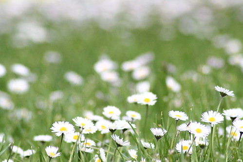 flower fleur spring album campagne printemps bellis perennis pâquerettes