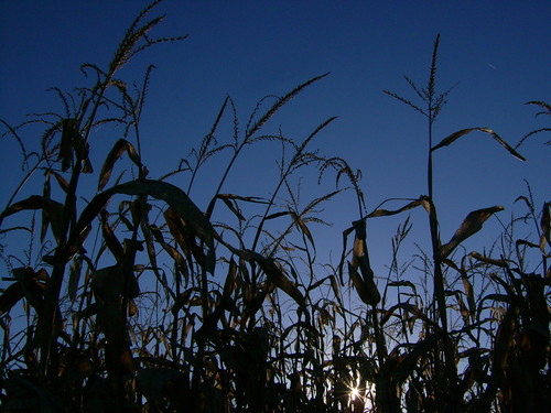 sunset españa atardecer spain cornfields camarzanadetera camposdemaíz