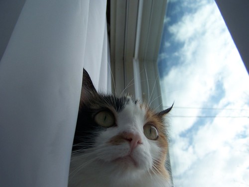 blue sky window clouds cat feline curtain kitty calico