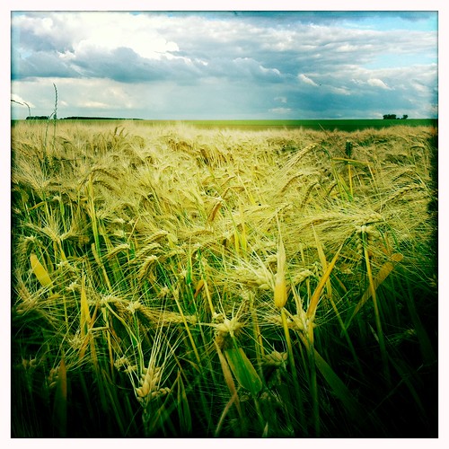 blue sky field barley champ dorge iphone365