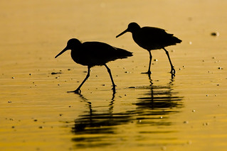Two Willet shorebirds in silhouette on wet sand during a golden sunset on Morro Strand State Beach in Morro Bay, CA