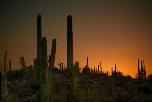 arizona cactus sunrise landscape desert saguaro flickrelite mygearandme mygearandmepremium mygearandmebronze mygearandmesilver mygearandmegold