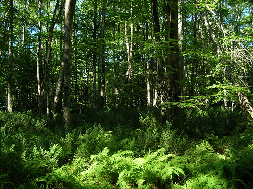 trees plants forest geotagged woods walk maine edge ferns bog birchisland geo:lat=44921148 geo:lon=69398317 haphazartlikeapainting