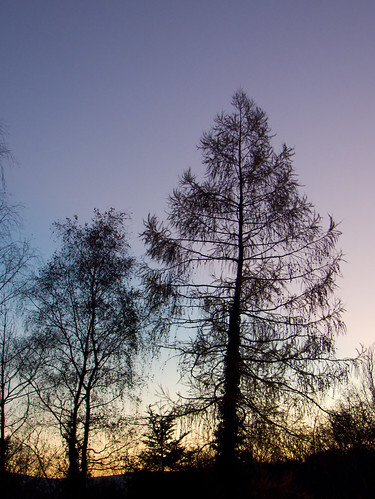sunset tree silhuoette