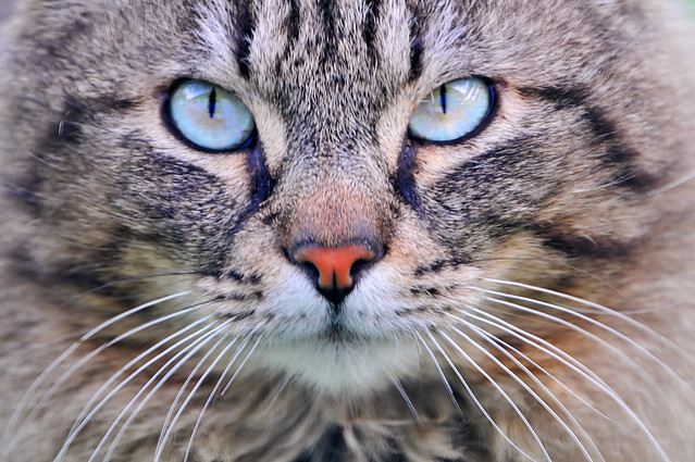 Cat with turquoise eyes