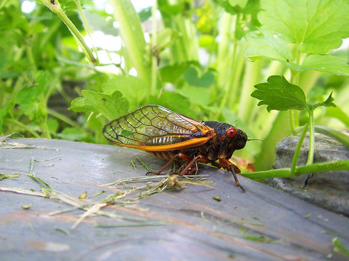 macro closeup bug cicada insect wings gross animalia arthropoda locusts redeyes 17year insecta periodicalcicada hemiptera cicadidae rcvernors thecicadaproject