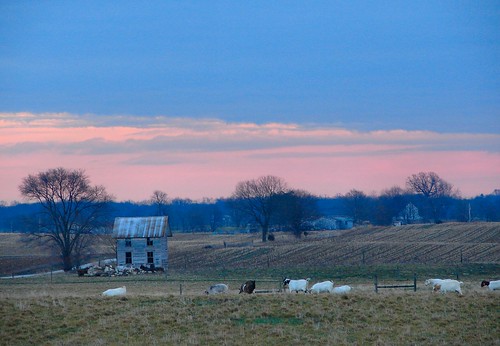 morning trees abandoned sunrise dawn early indiana goats topic wellhouse lawrencecounty