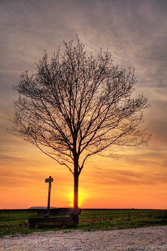 sunset tree sonnenuntergang baum themoulinrouge aichtal