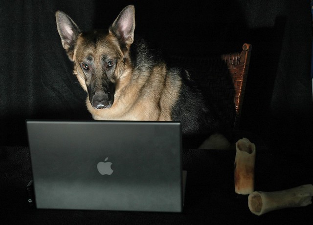 Photo:Animal Portrait Photography German Shepherd Dog on Computer - Burning the Midnight Oil with a Mac. A MacDog. By:WB - CMH
