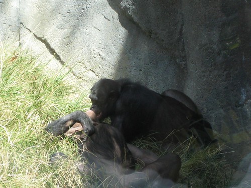 Bonobos making out