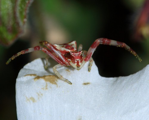 blanco spider rojo crab araña crabspider arachnida cangrejo thomisidae arañacangrejo diamondclassphotographer flickrdiamond thomisusonustus