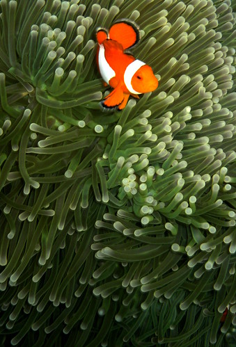 underwater philippines scuba diving clownfish reef corals anemonefish coralreef palawan roxas paragon cocoloco tropicalreef flickrsbest ocellarisclownfish westernvisayas bestofflickrsbest islandsparadise
