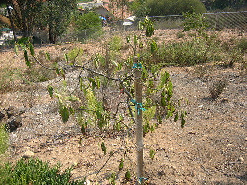 Avacado tree + 3 years of drought