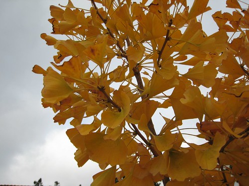 Ginkgo biloba, yellow leaves, autumn, fall IMG_0397