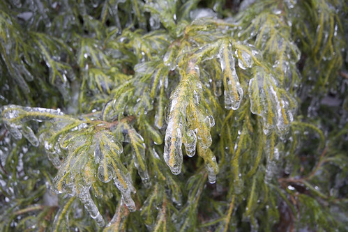 plants frozen frosty sleet icecovered