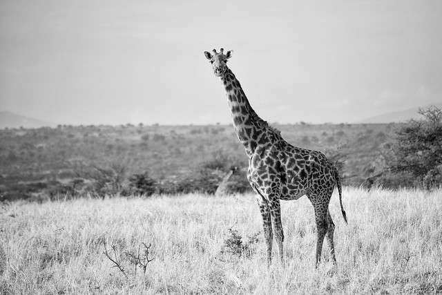 A Giraffe in Tanzania