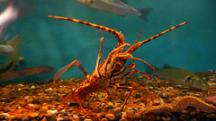Mevaquarium crawfish 2
