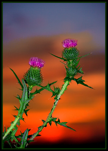sunset red sky sun flower green scotland thistle scottish nopeople scottishthistle
