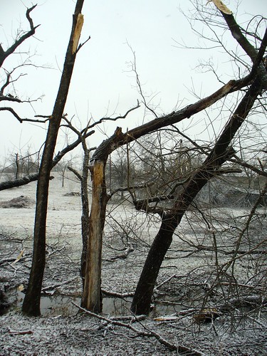 trees snow ice damage limbs disasterarea skiatookoklahoma 2007icestorm oklahomaicestorm heavydamage