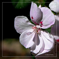 Geranium blossom