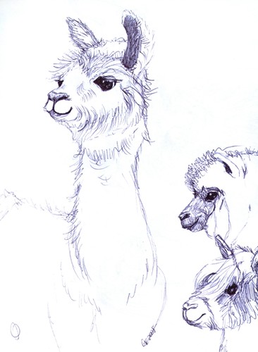 Llama baby sketch-various