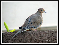 Second day of birding: 1.) Mourning dove
