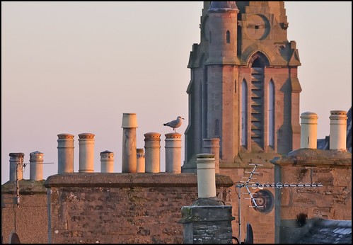 urban sunrise scotland highlands seagull roofs caithness thurso chimneypots