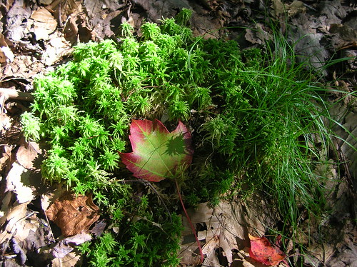 light red plants green texture nature leaves closeup geotagged leaf shadows maine ground birchisland geo:lon=69398296 geo:lat=44921148